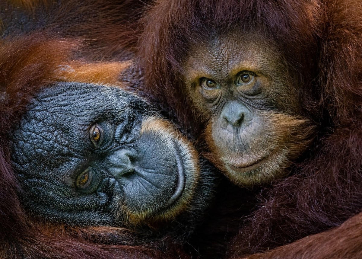 Orangutan mother and son embrace