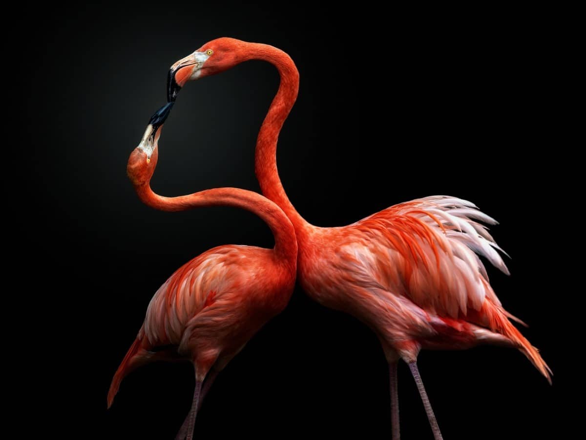 Two American Flamingos