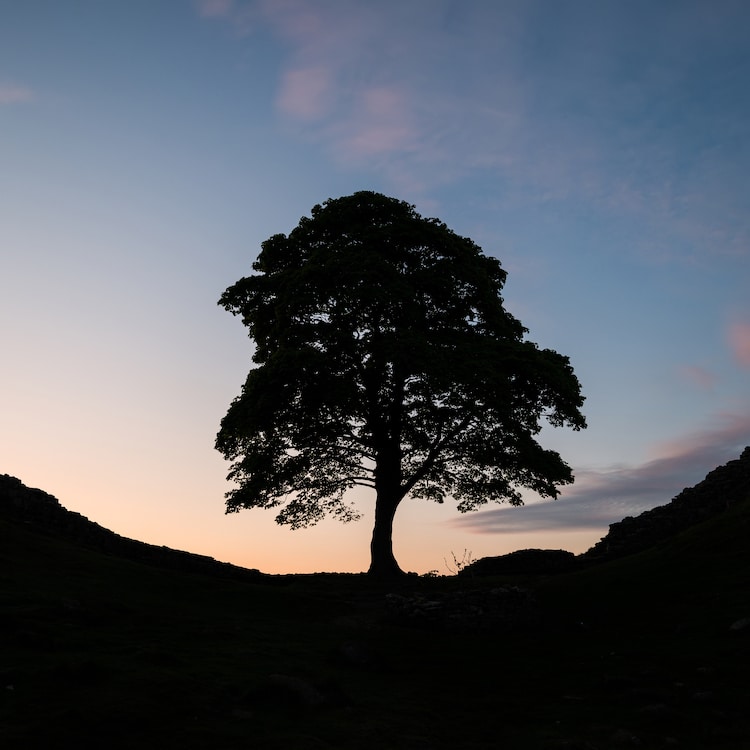 Sycamore Gap Tree Prior to Being Cut Down