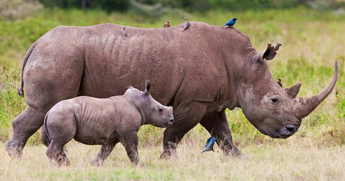 are rhinos extinct 2022