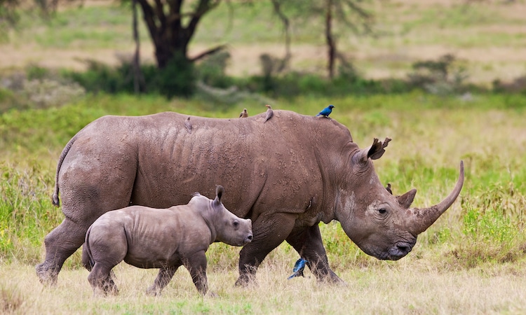 White Rhinoceros