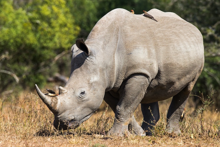 White Rhinoceros