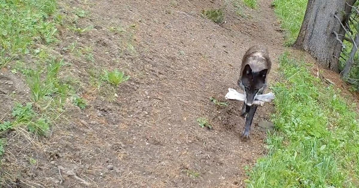 Yellowstone Wolf Parents Are Seen Bringing Teething “Toys” to Their Pups