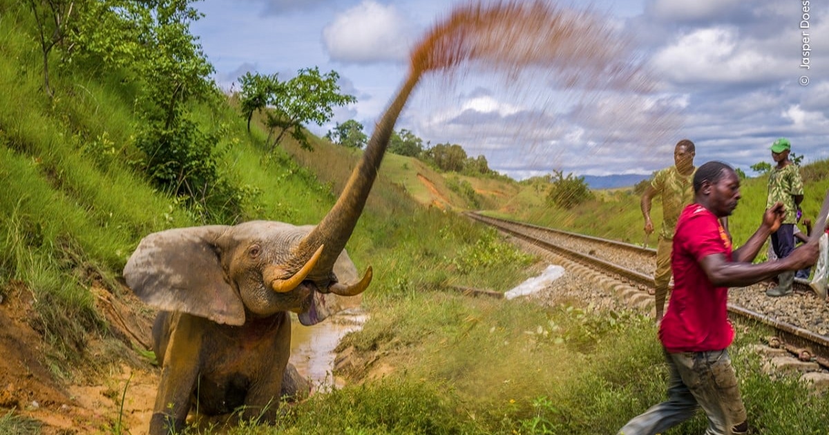 16 Highly Commended Photos From the 2023 Wildlife Photographer of the Year Contest