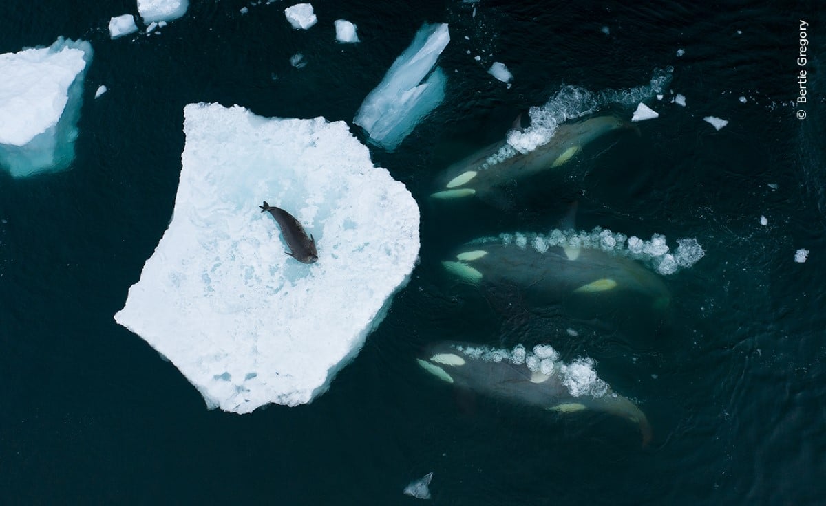 Orcas surrounding a Weddell seal on a piece of ice