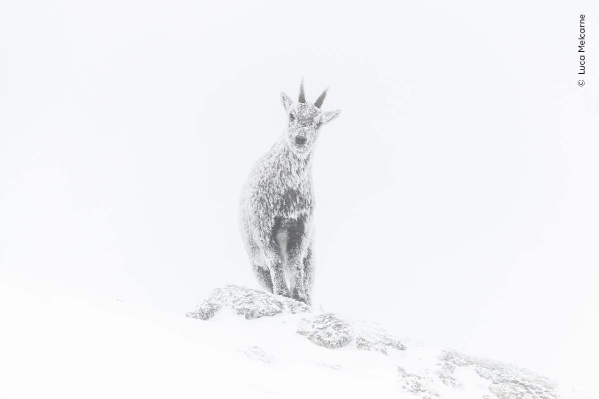 Portrait of an ibex covered in the snow