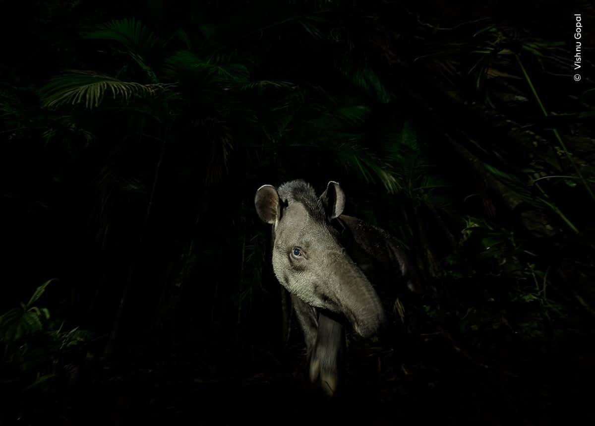Portrait of a lowland tapir in the Brazilian rainforest