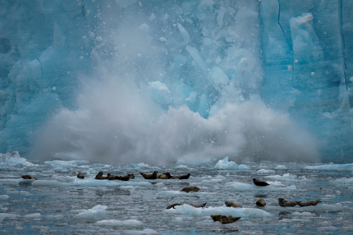 Glacier crashing down with seals in the water