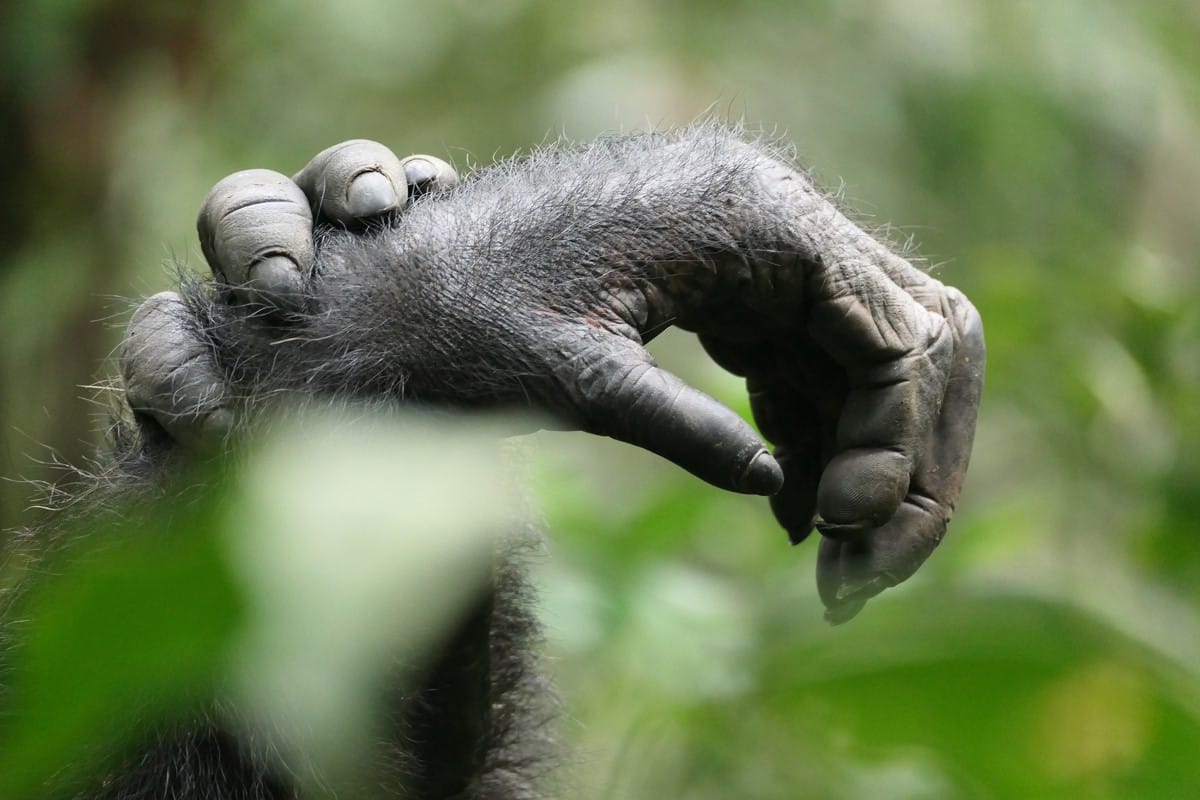 Hand of a chimpanzee at the Kibale National Park