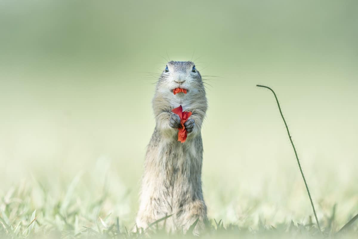 Ground squirrels nibbling on flowers