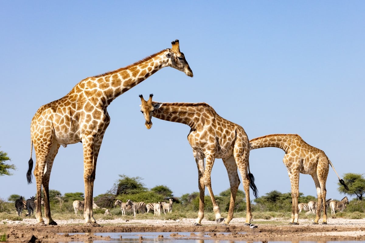 Giraffes at a waterhole in the Onguma Game Reserve in Namibia, Africa