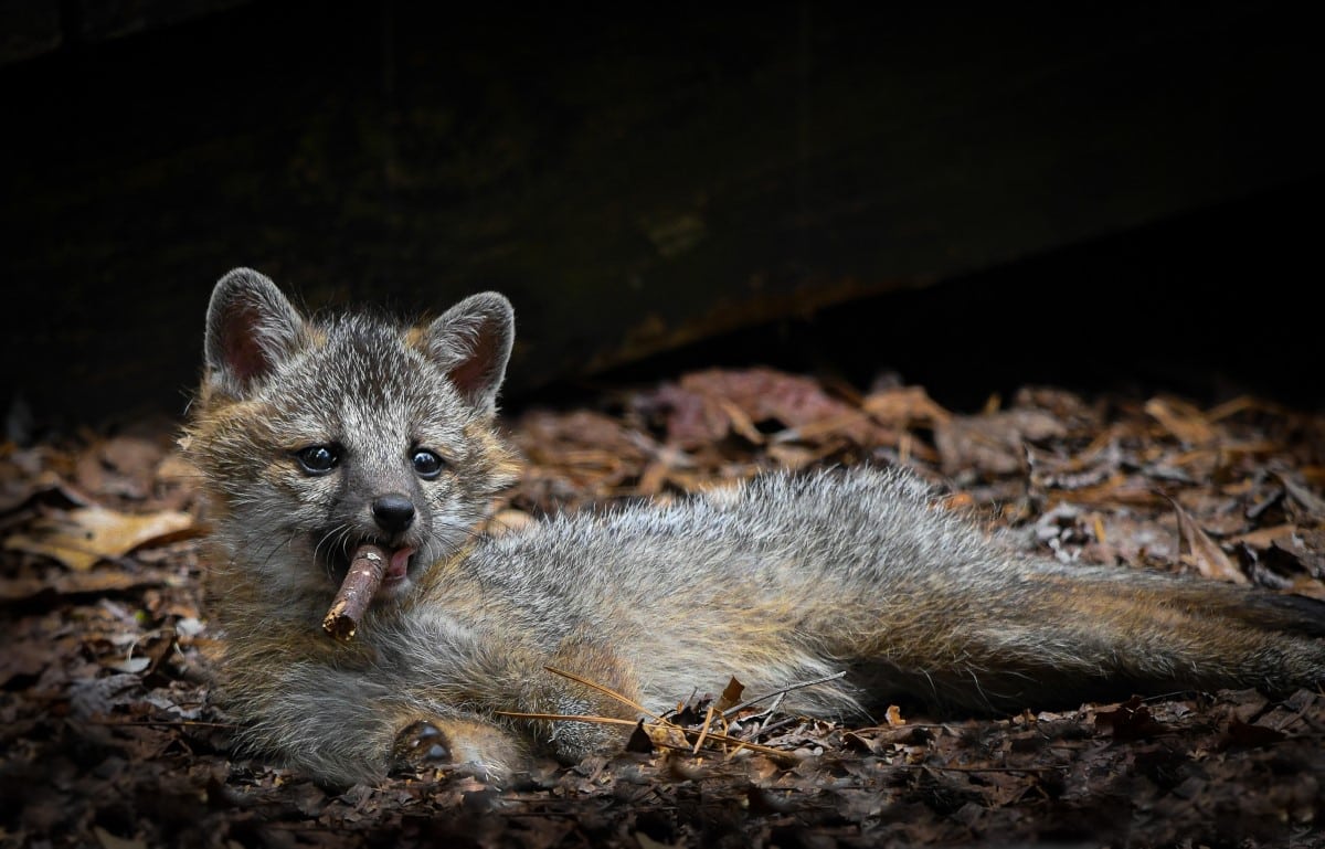 Grey fox lounging with piece of wood in his mouth