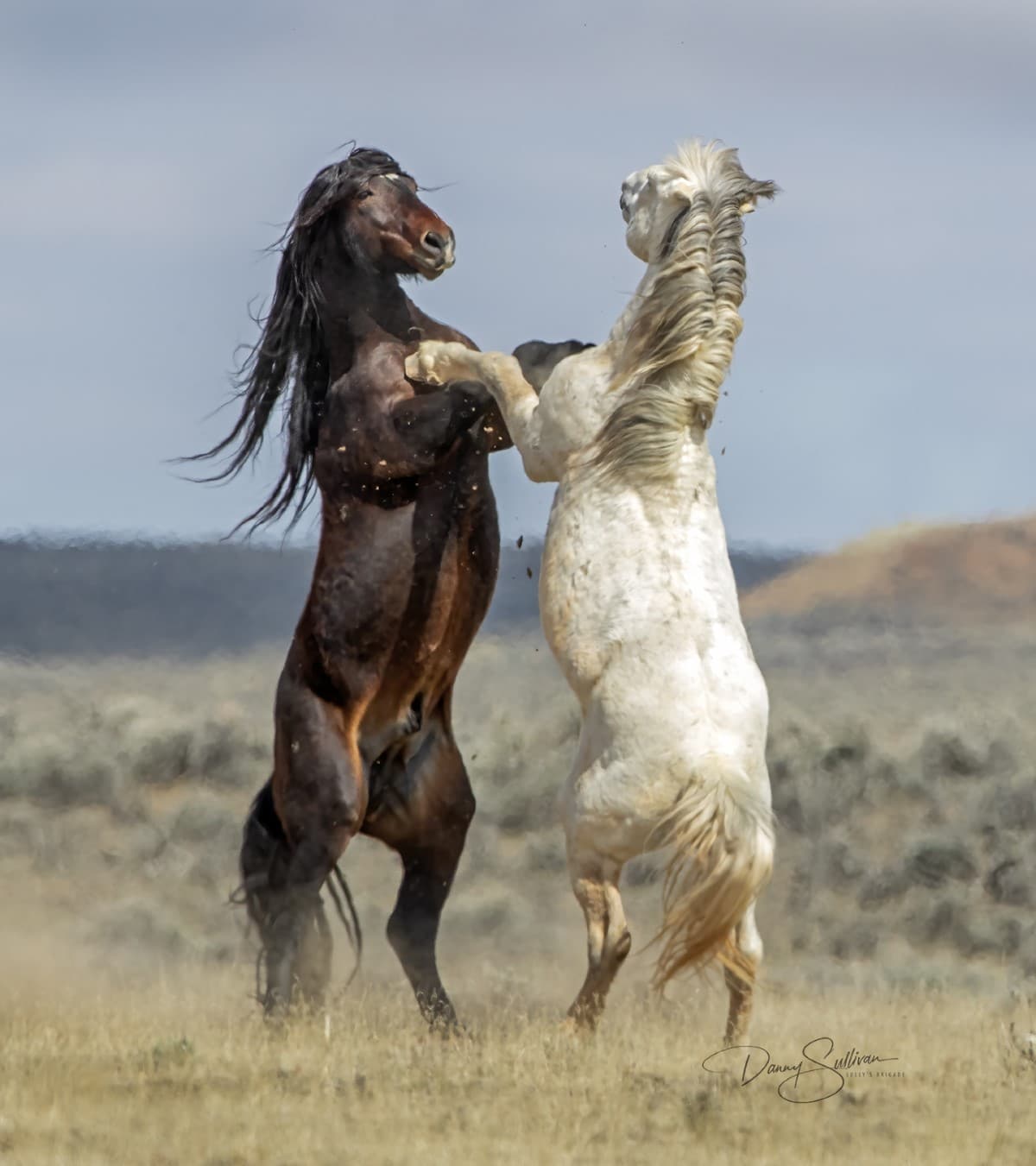 Two stallions fighting