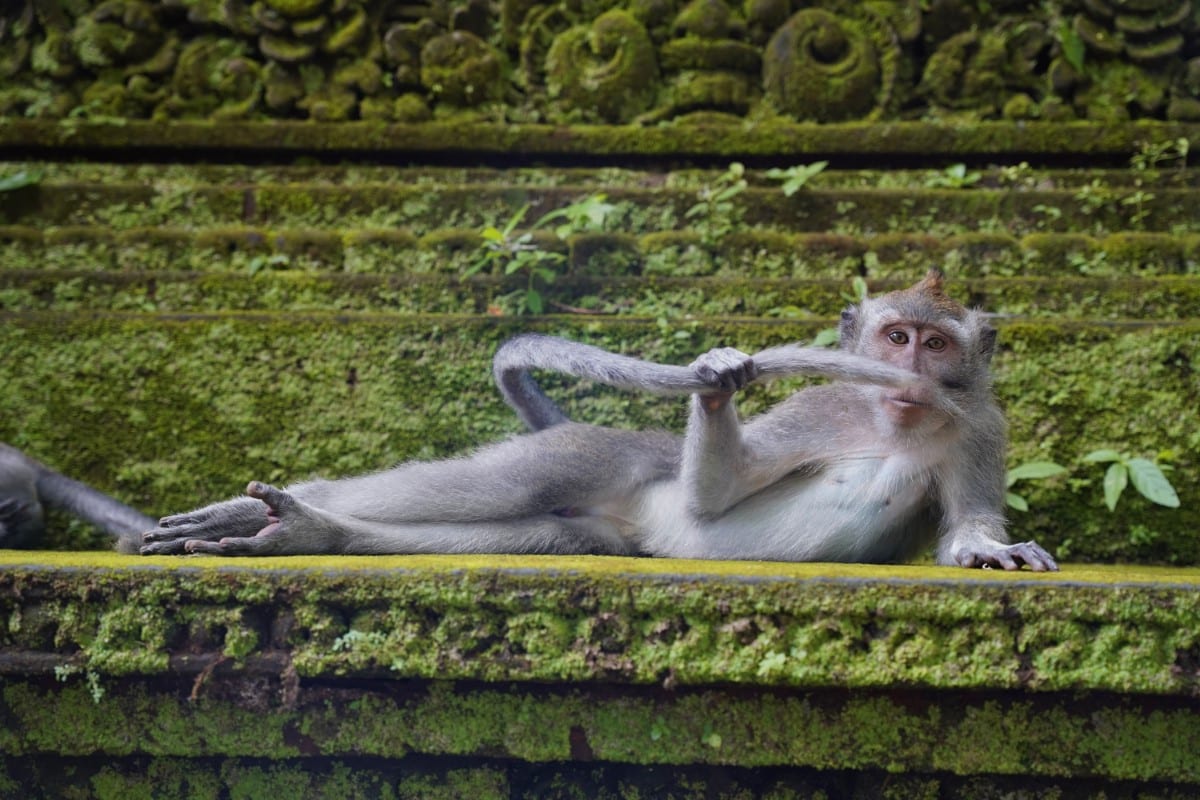 Monkey in forest in Ubud, Bali