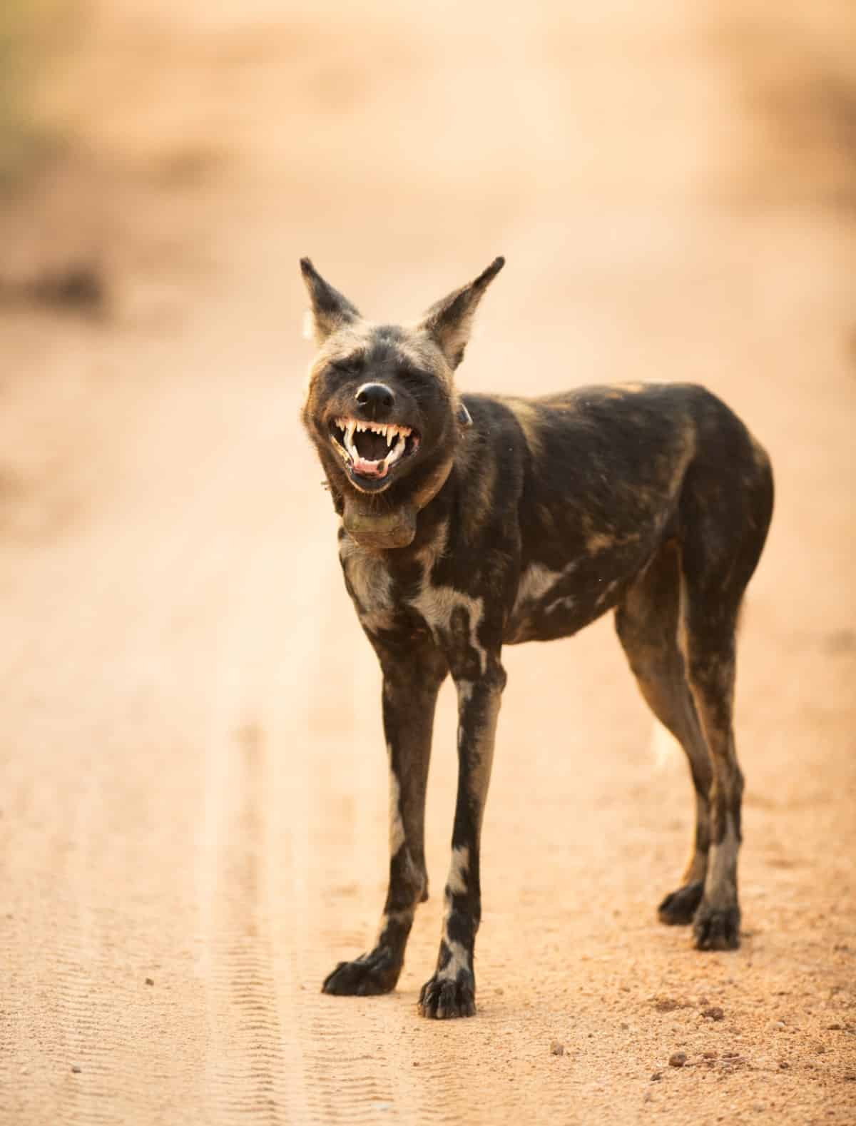 African wild dog in Kruger National Park