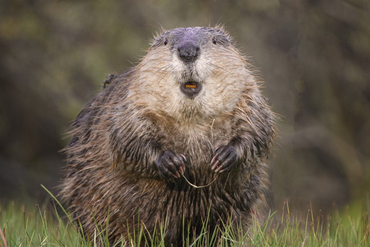 Beaver in the Grand Teton National Park