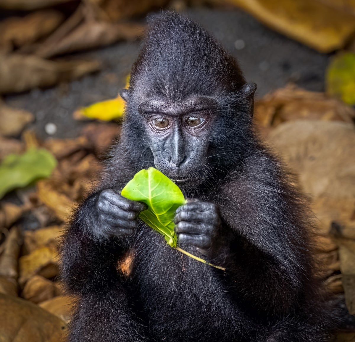 Sulawesi macaque looking at a leaf