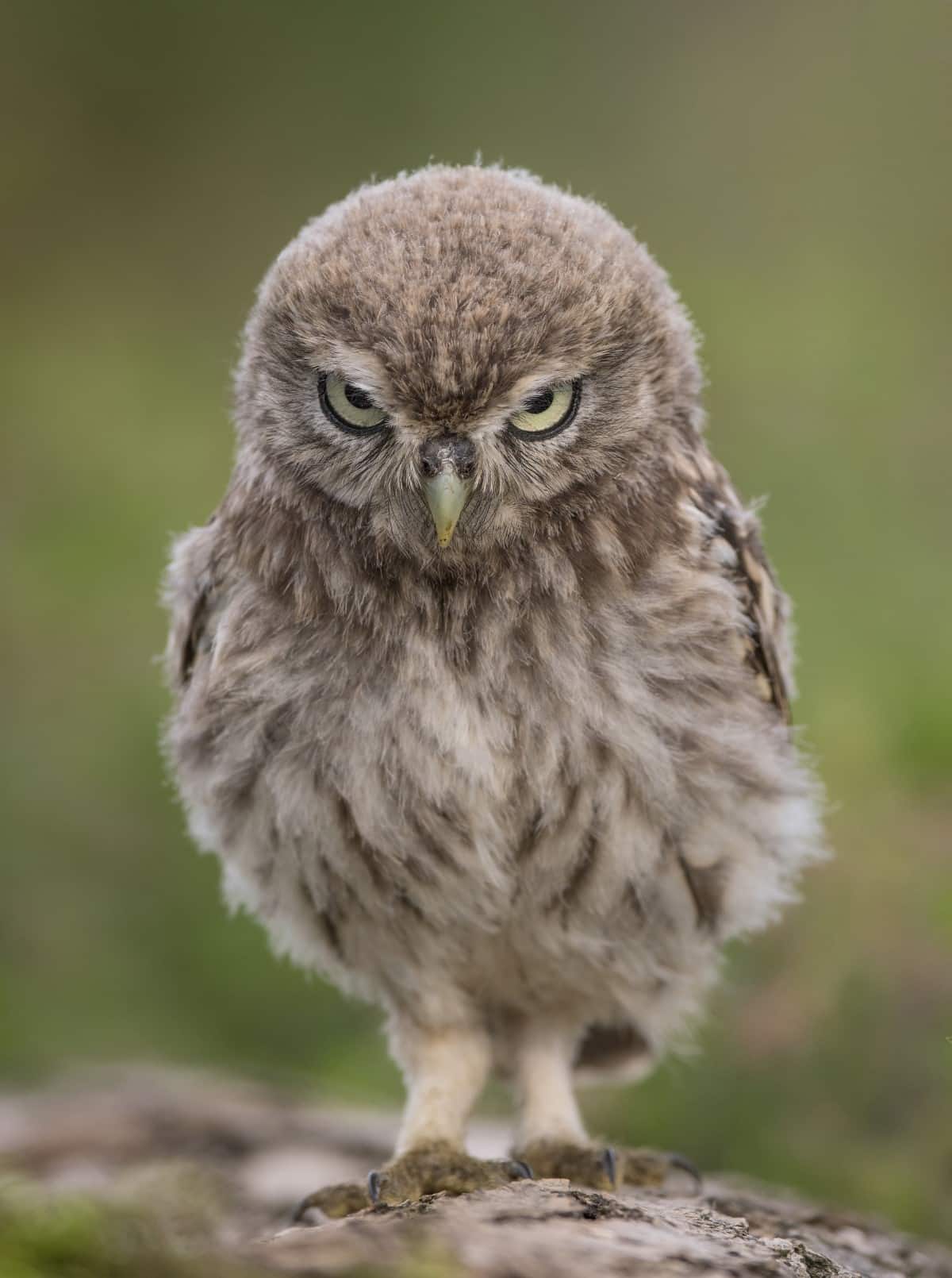 Little owl staring at the camera