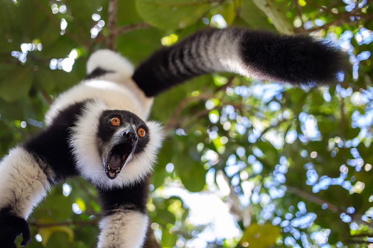 Lemur screaming