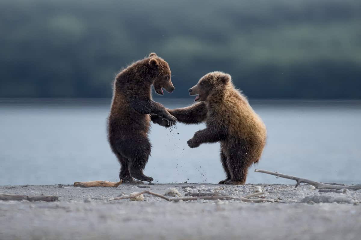 Two grizzly bears at the Katmai National Park and Preserve