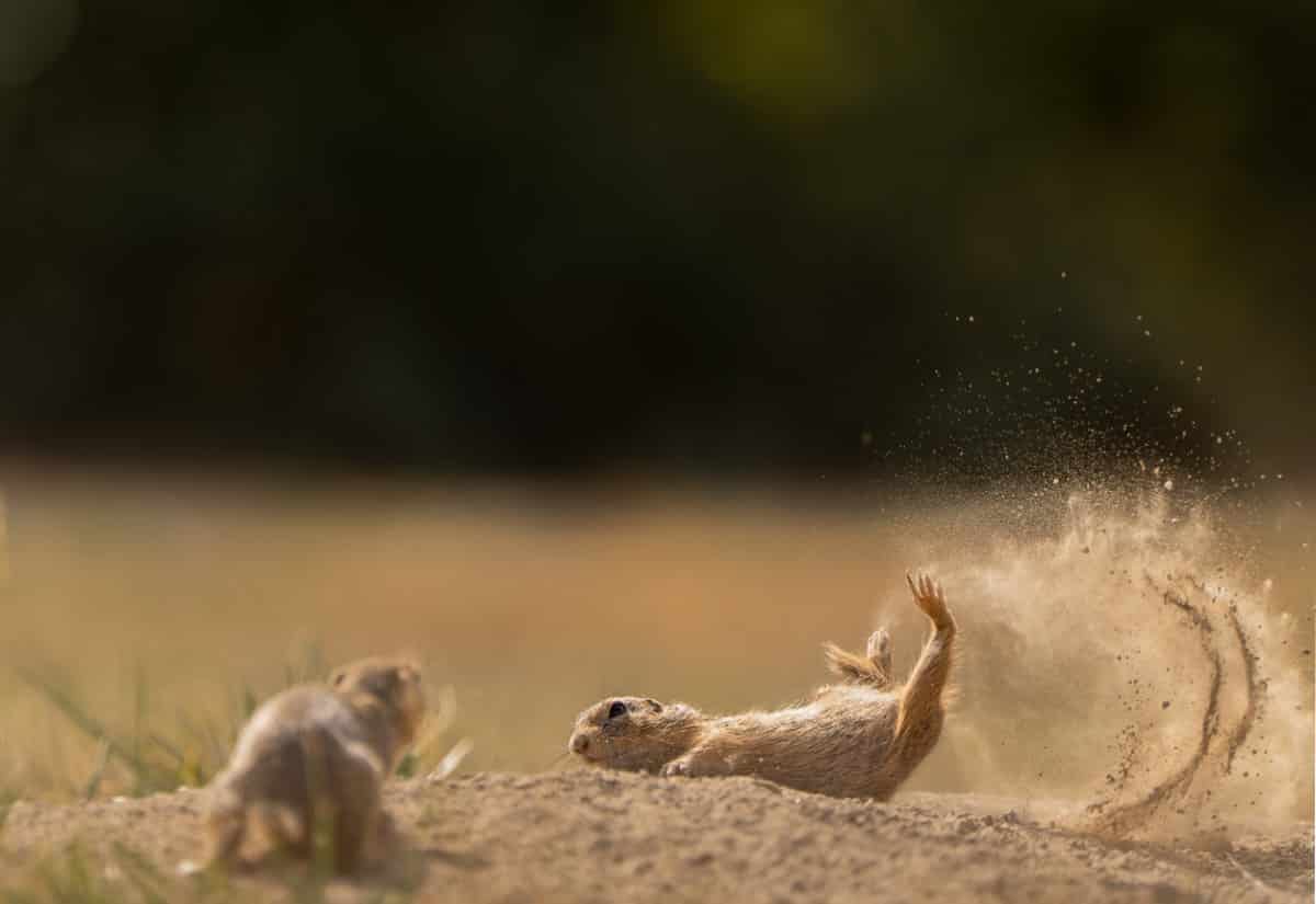 Ground squirrel landing on the ground