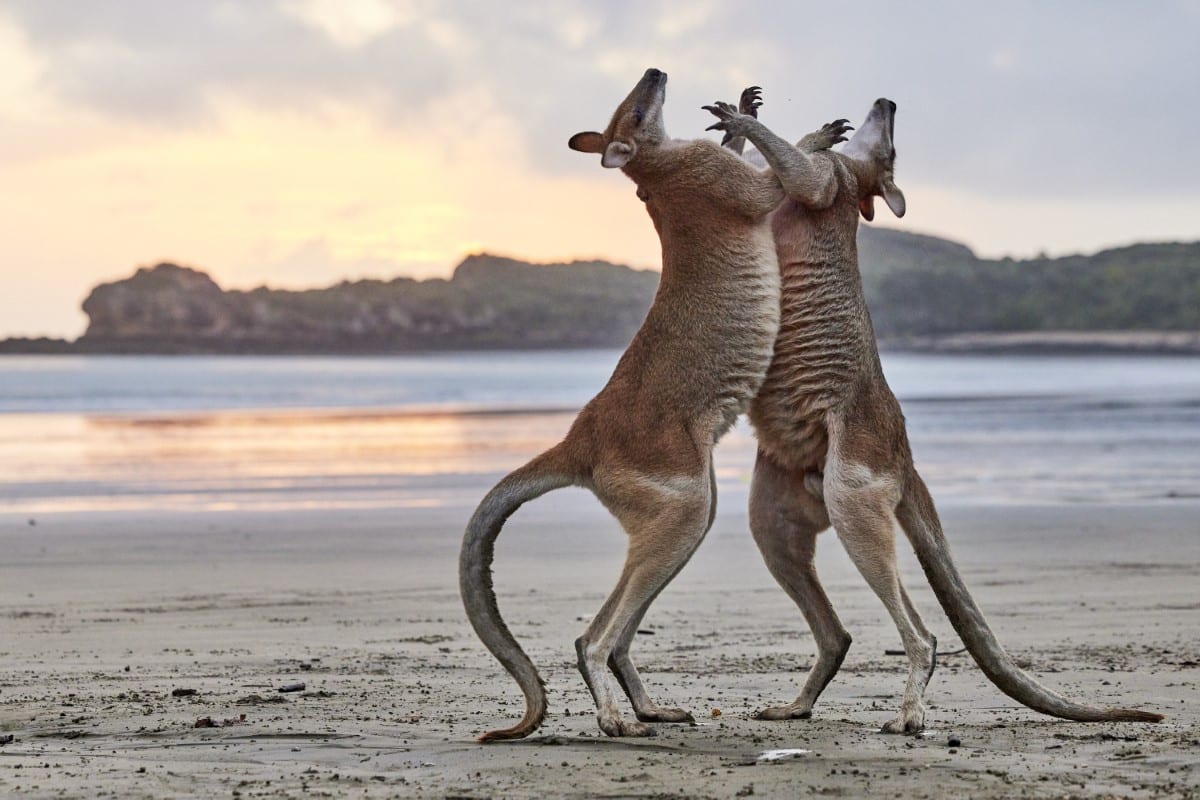 Two whiptail wallabies fighting