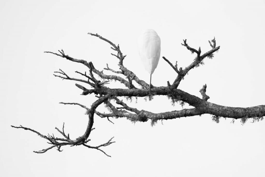 Sleeping intermediate egret on a branch