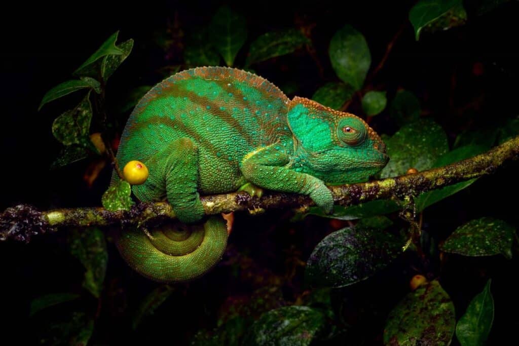 Leaf chameleon in Madagascar