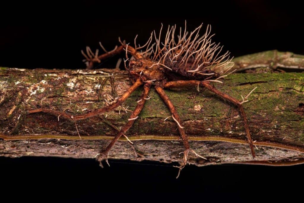 Spider in Peru infested with zombie fungus