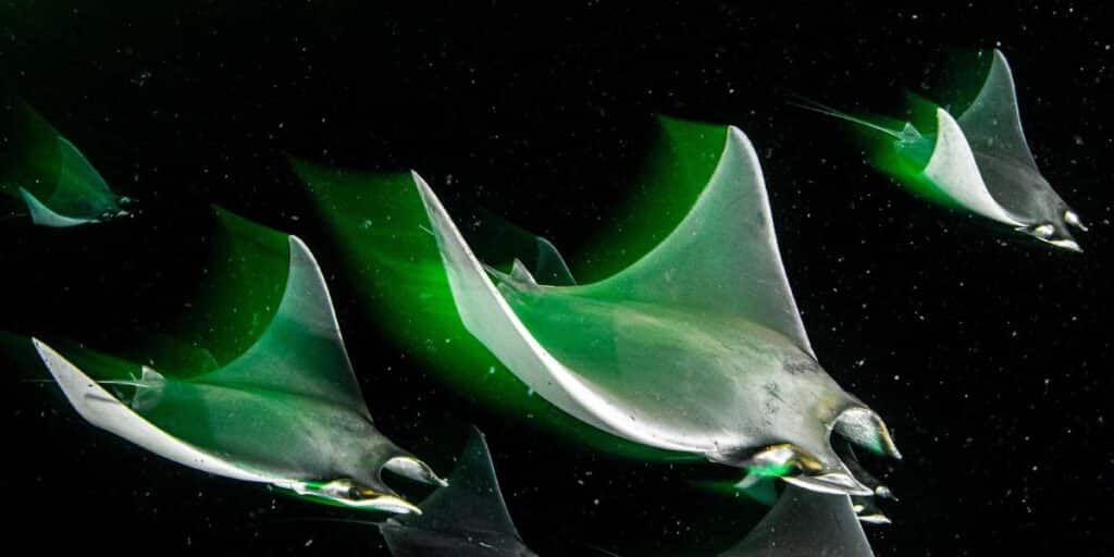 Juvenile Munk's devil rays feeding on plankton