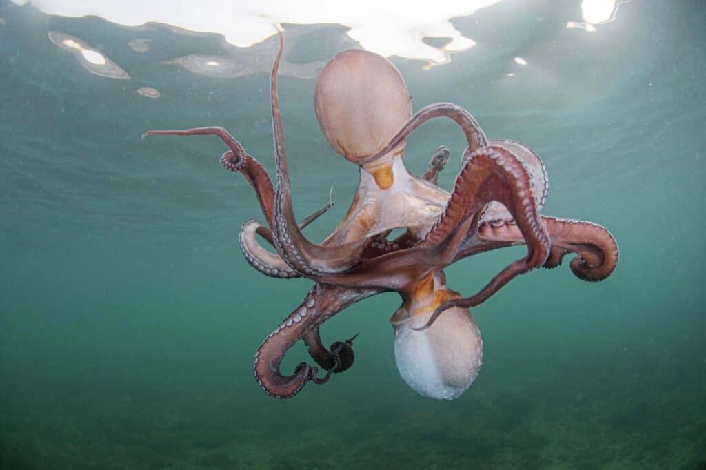 Two common octopuses tangled underwater
