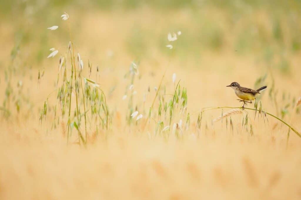 Western yellow wagtail balancing on a piece of grass in a field