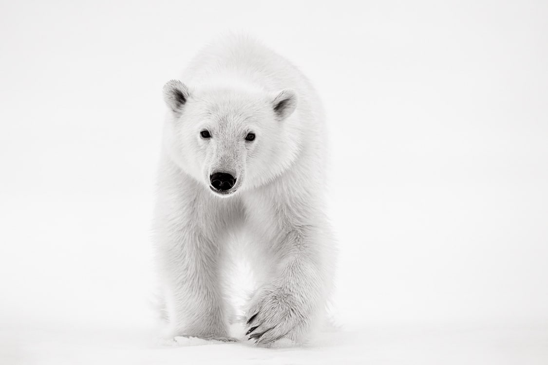 Polar bear in Svalbard