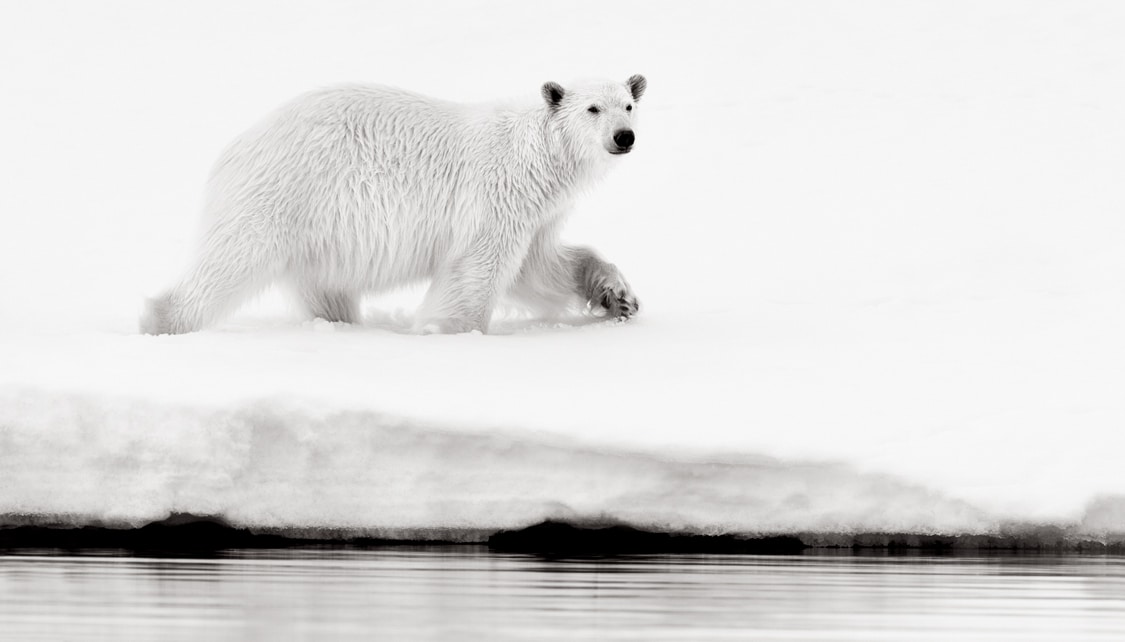 Polar bear in Norway