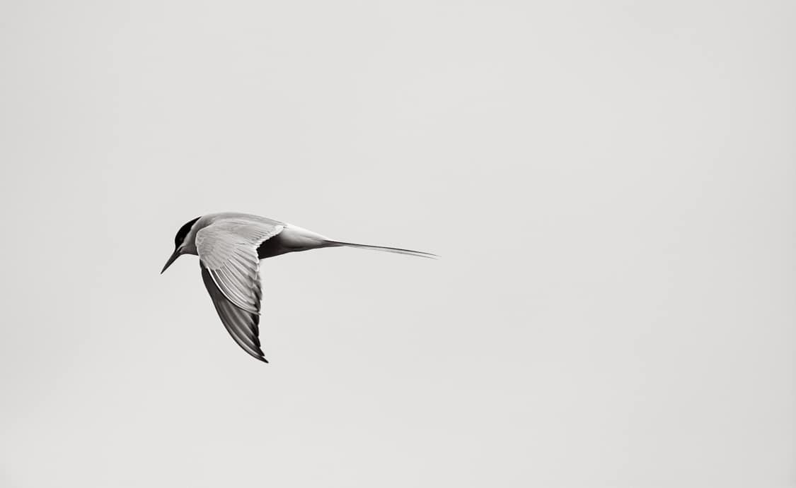 Black and white photo of bird flying in Norway