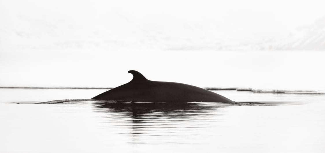 Marine life in Svalbard