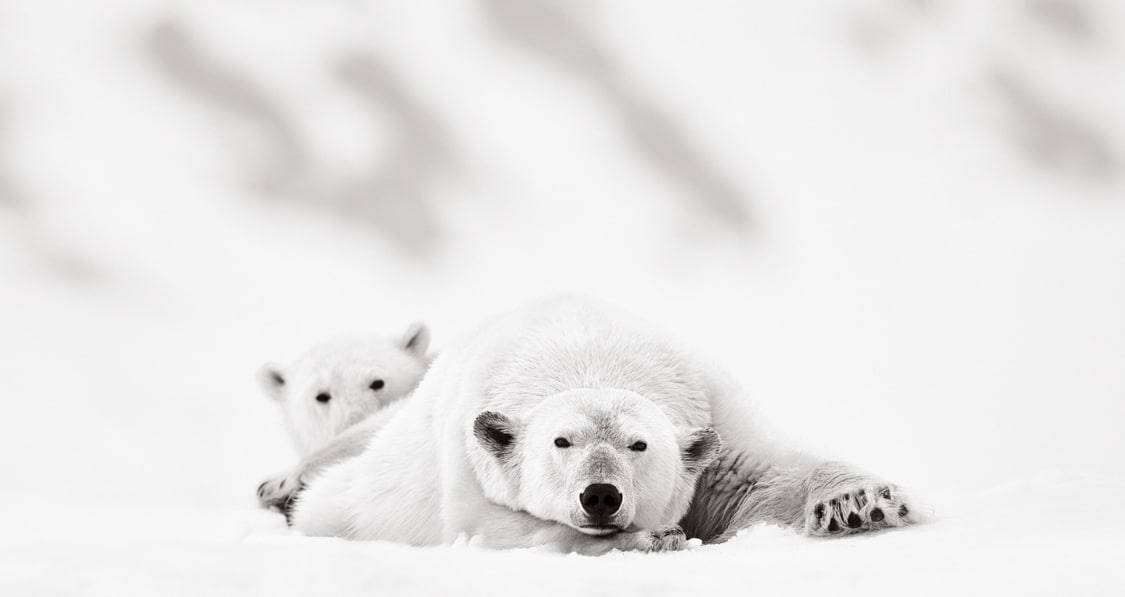 Polar bears in Svalbard