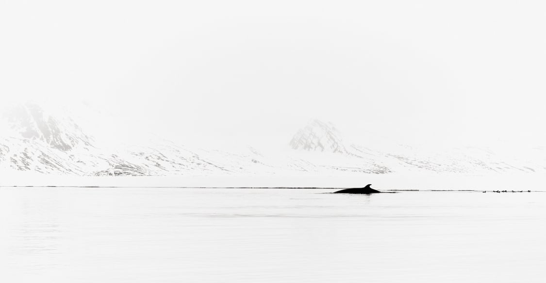 Marine life in Svalbard