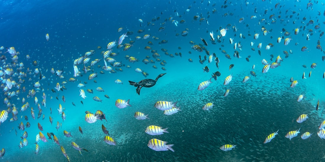 Fish underwater in Baja California