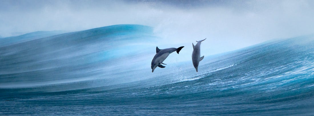 Panorama of dolphins leaping out of the water at the Cape Naturaliste region Southwest coast of Western Australia