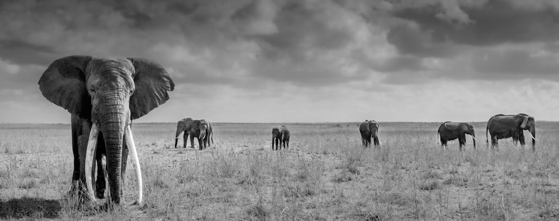 Black and white panorama of elephants at the Amboseli National Park