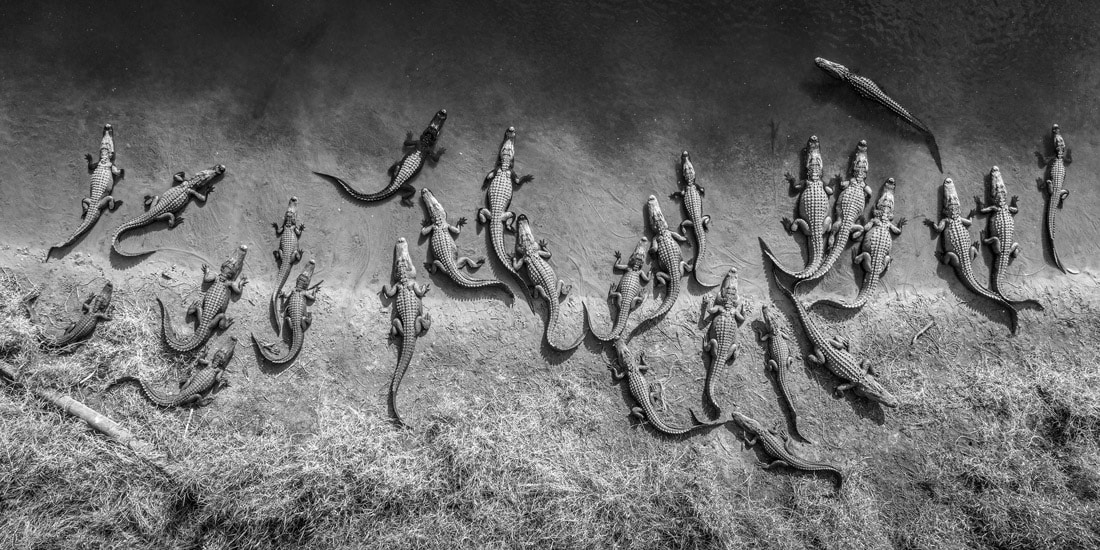 Black and white panorama of gators in Florida