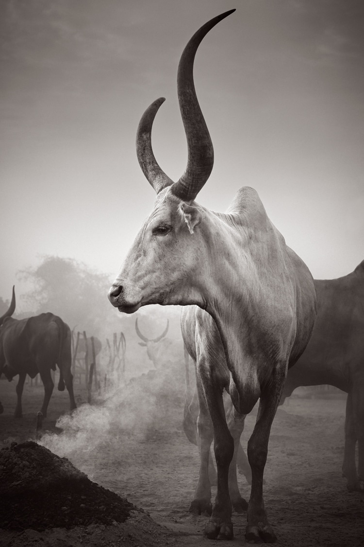 Spirit of the Earth: The Mundari by Drew Doggett