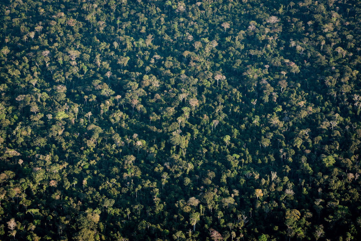 aerial photo of Amazon forest