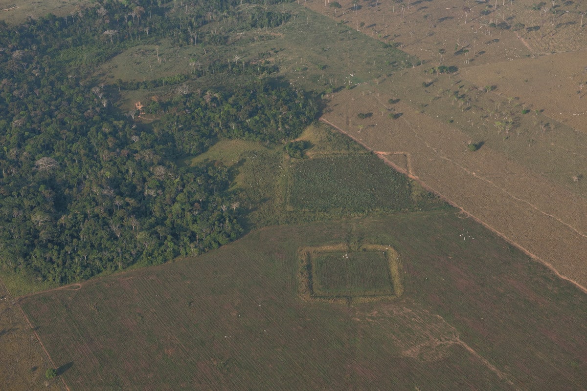 aerial photo of Amazon forest showing indigenous artwork