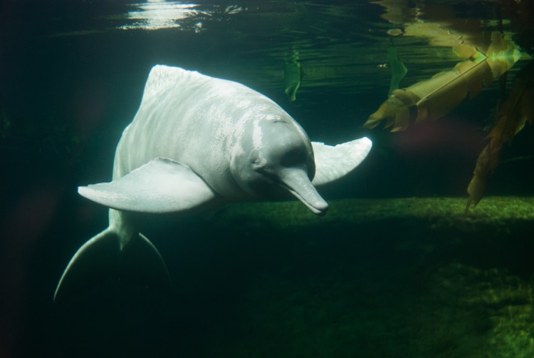 amazon river dolphin