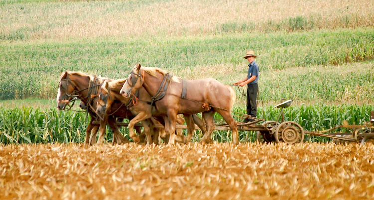 An Amish farmer plows his fields using a traditional horse-drawn plow instead of a tractor in rural Pennsylvania's Amish country.
