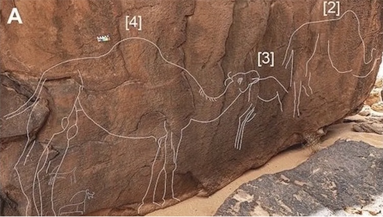Life-Size Camel Carvings Discovered in Saudi Arabia