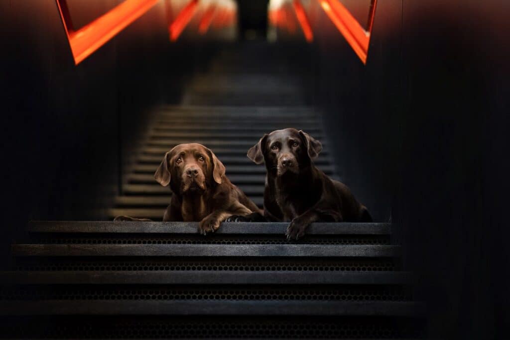 Two labrador retrievers sitting on a staircase