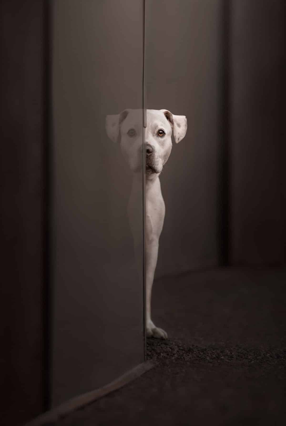 2023 Dog Photographer of the Year